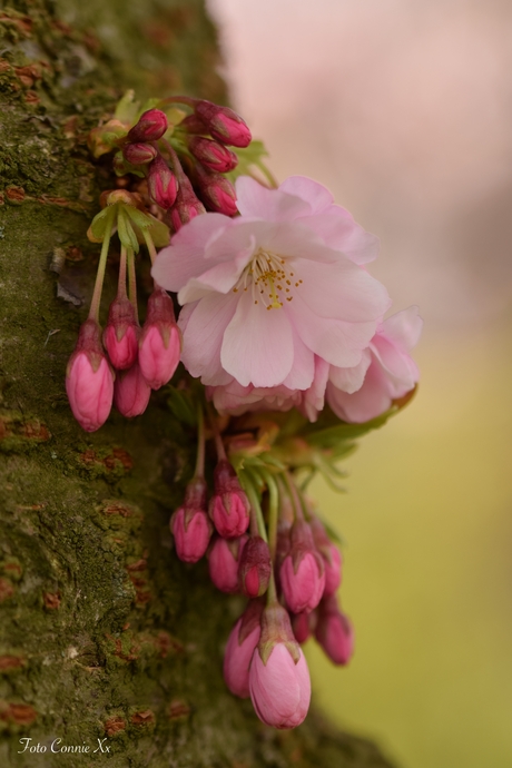 Lente