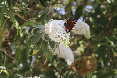 De Vlinderboom I