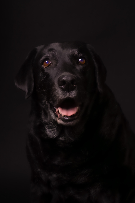 Senior labrador