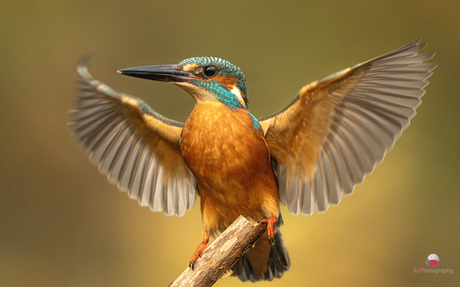 Wings wide, world quiet 🟠🔵