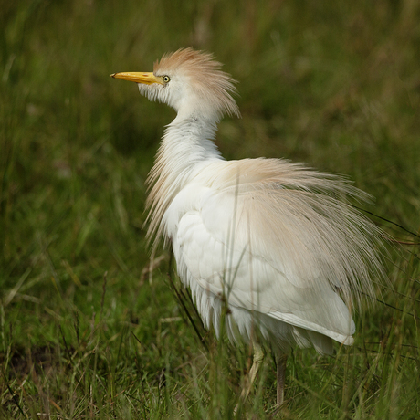 Koereiger speciaal ...