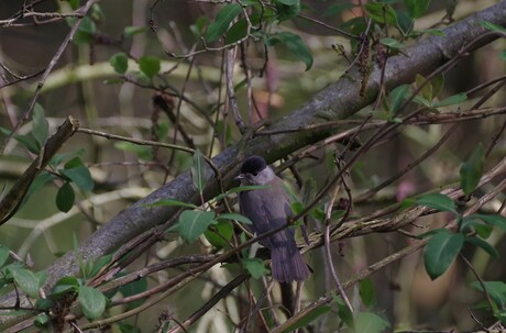  "An Englishman in .......... " 