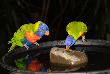 samen drinken