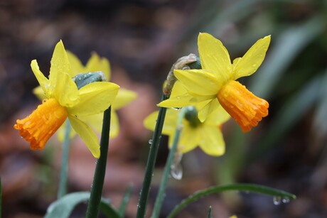 Kletsnatte narcissen