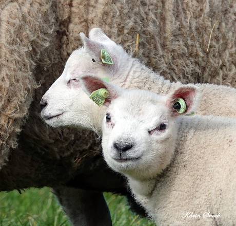 "Hij slaapt gewoon, saaaaaai...."