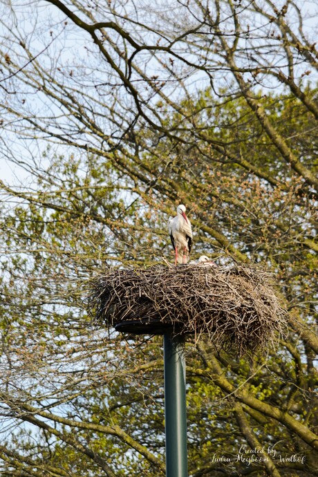 Ooievaars op nest