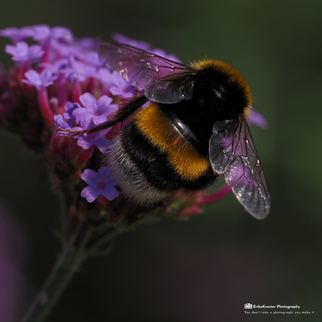 Hommel