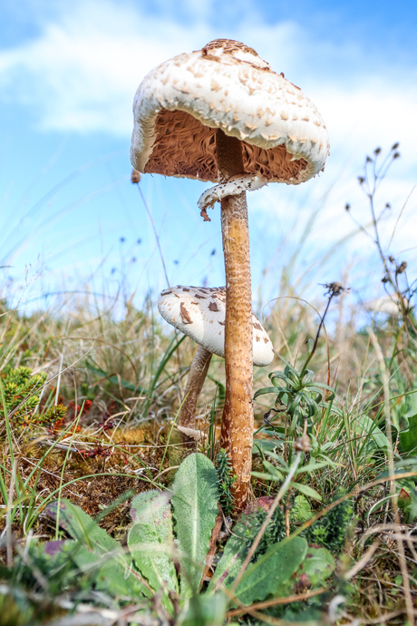 Parasolpaddenstoelen