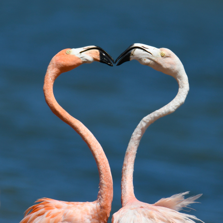 Flamingo love