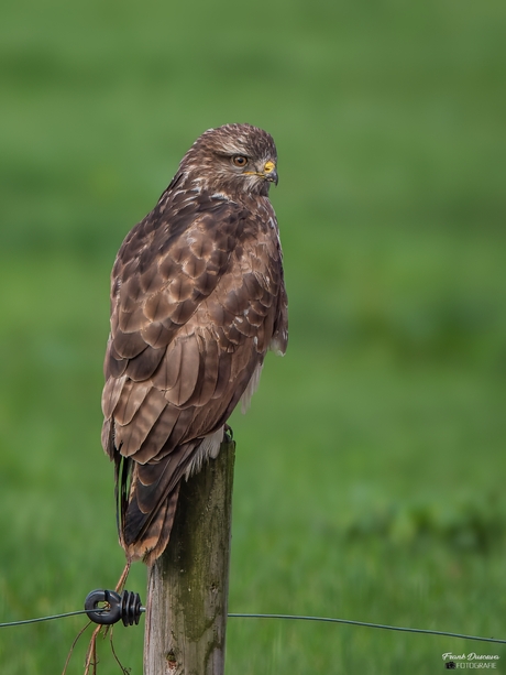 Buizerd.