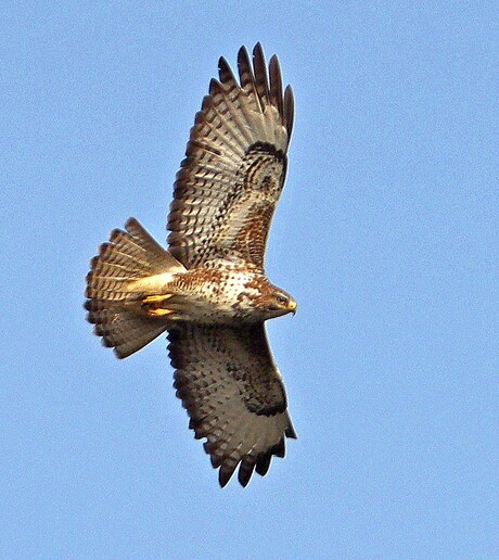 Buizerd