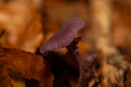 Paddenstoelen