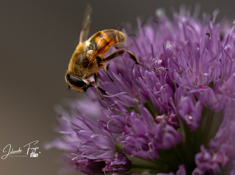 Bloemetjes en de Bijtjes