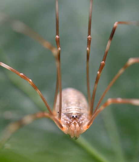 Hooiwagen tussen de Hedra