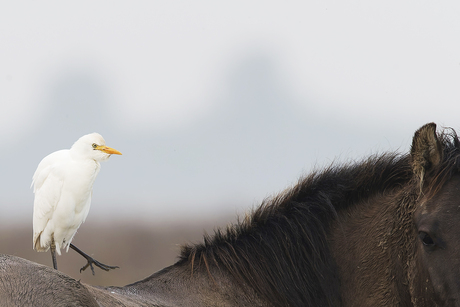 Koereiger