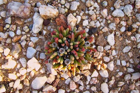 Skaapvygie of kwartsvygie