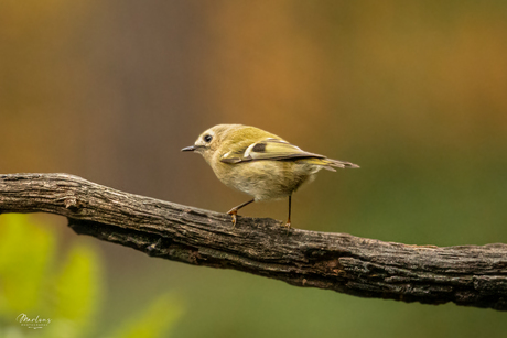 Het kleinste vogeltje Europese vogeltje: de goudhaan