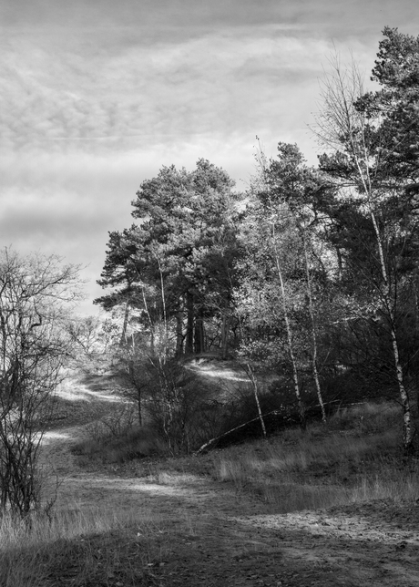 Loonse en Drunense Duinen