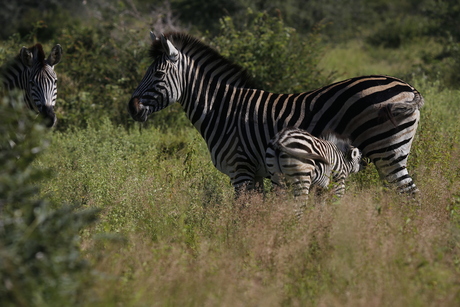 Altijd mooi om te zien