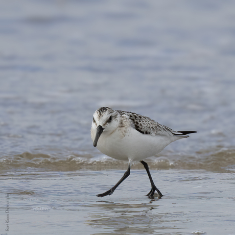 Drieteenstrandloper