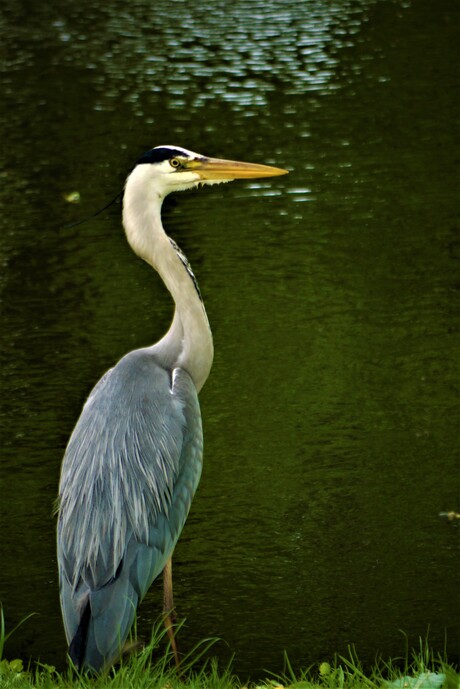 De reiger 