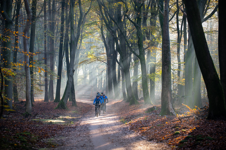 Bikers in het bos
