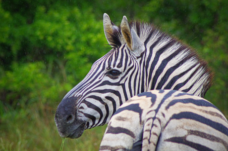 Zebra in Zuid-Afrika