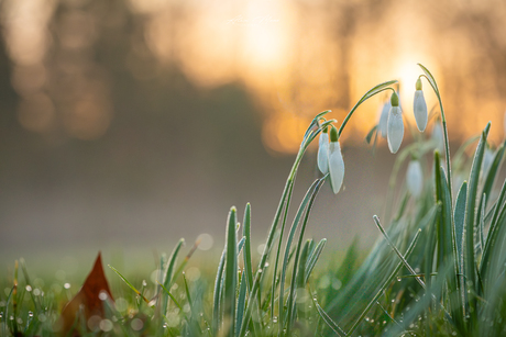Sneeuwklokjes