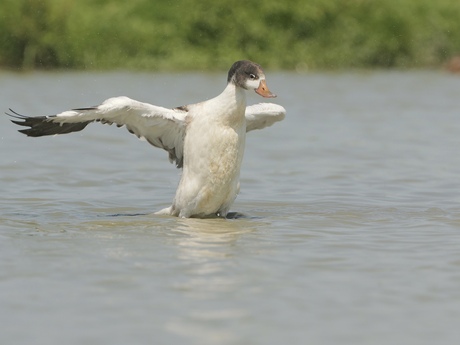 badderende juveniele bergeend 