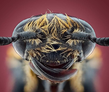 Scoliidae (vietnam)