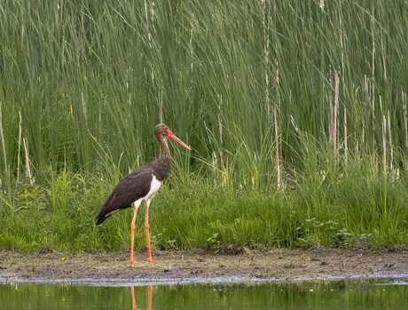 Zwarte Ooievaar