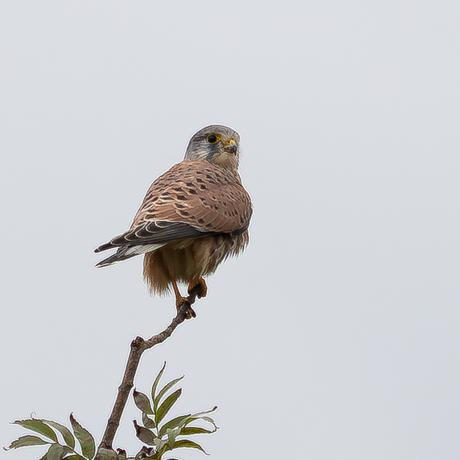 1e dag "buitenspelen" met mijn nieuwe lens :)