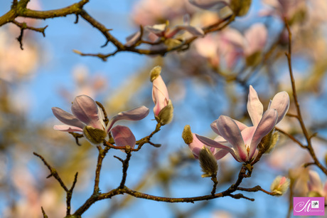De Magnolia was vroeg dit jaar