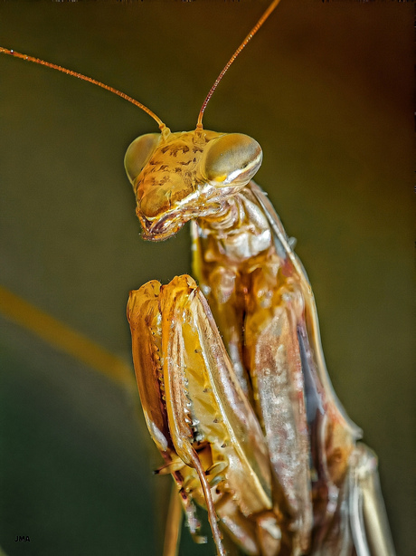 Mantis religiosa - bidsprinkhaan