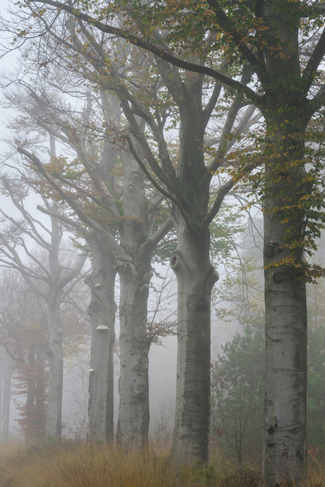 Statige boomstammen en mist