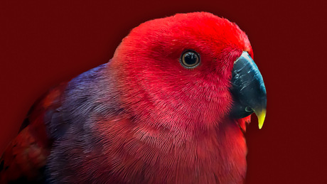 Eclectus parrot, Edelpapagei,