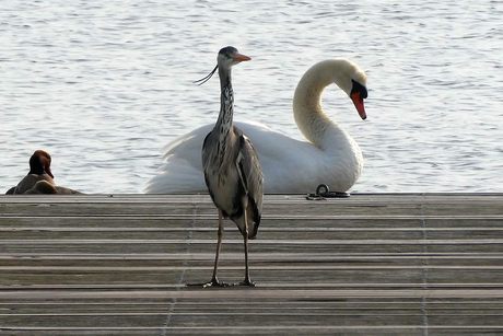 druk op de pier