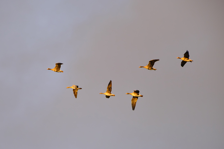 Vliegende vogels