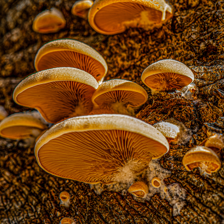 Paddenstoelen in het Spanderswoud