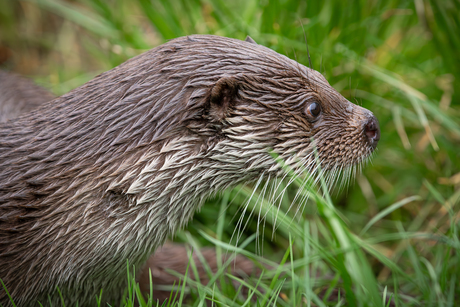 Europese otter