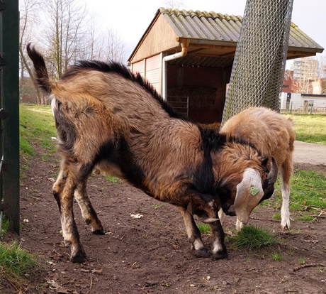 Stoeiende geitjes  