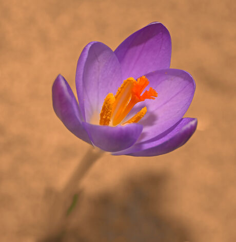 Krokus in de zon