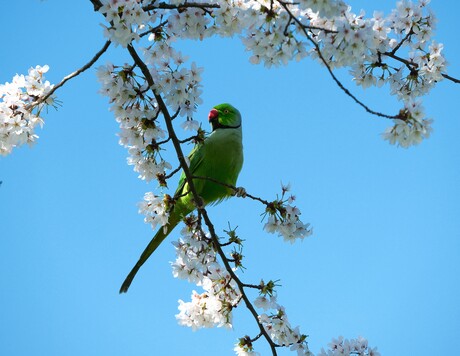 Groene halsbandparkiet tussen de bloesem