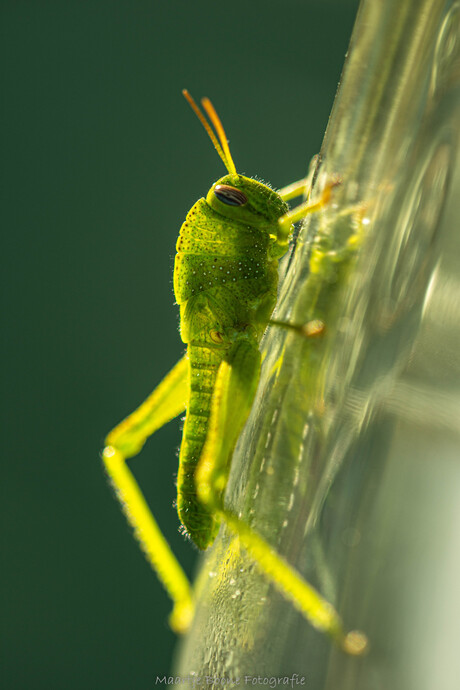 Grasshopper