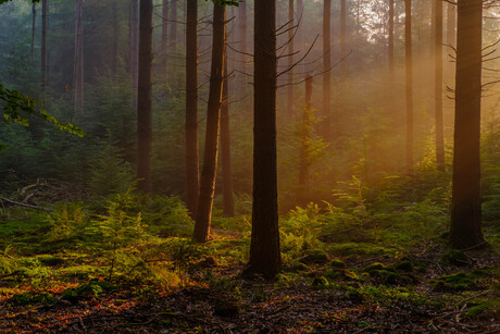 zonsopkomst in het bos