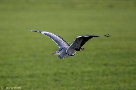 Reiger komt aanvliegen