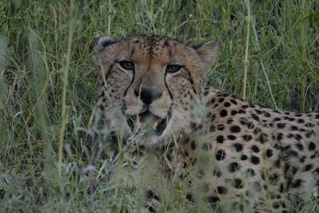 Cheetah in het gras
