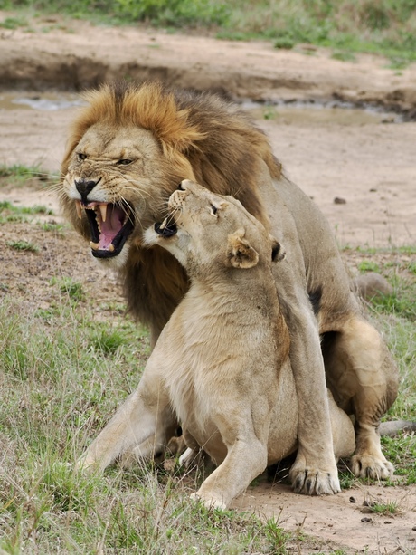 Koppeltje leeuwen na afloop aan het bekvechten 