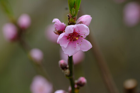 roze bloeinde struik