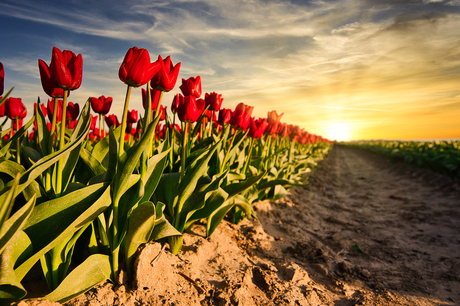 Tulpen sunset